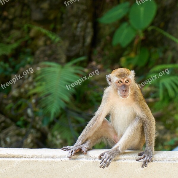 Monkey Animal Nature Overview Beautiful