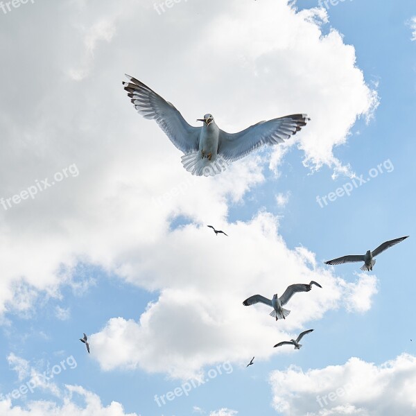 Seagull Bird Fly V Nature