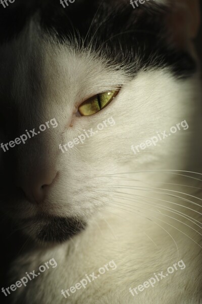 Cat Animal Eye Cute Animal Portrait