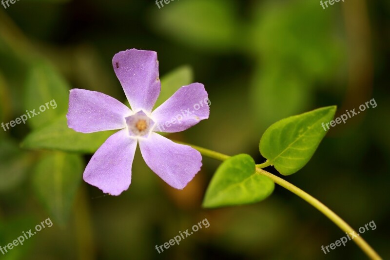 Flower Purple Beautiful Nature Macro