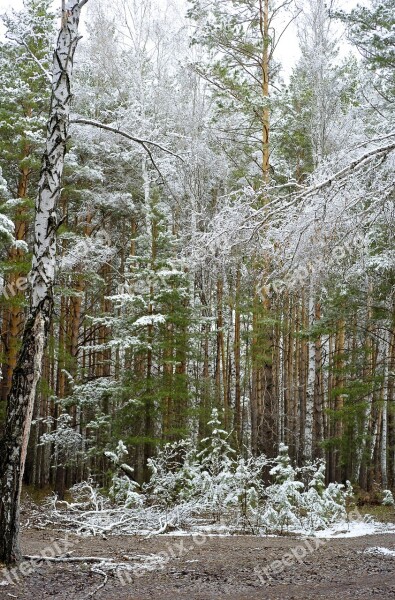 Forest Spring Snow In May Nature Trees