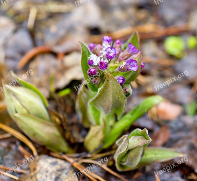 Flowers Spring Flowers Bright Nature Snow