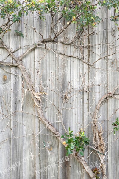 Fence Wall Plant Branch Tree Wood