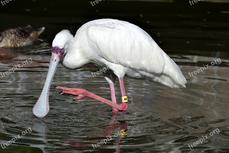 Spoonbill Bird Bird Avian Wildlife Spoonbill