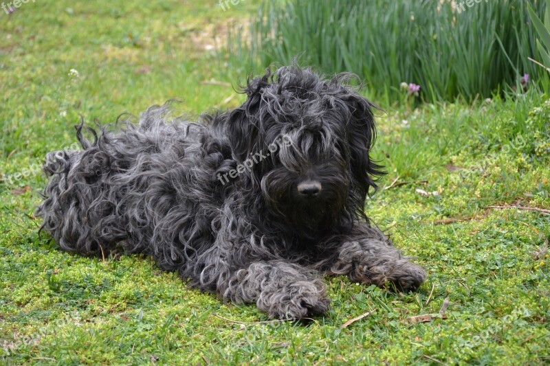 Puli Native Hungarian Breed Of Dog Bodzás Guest House Where Bakony