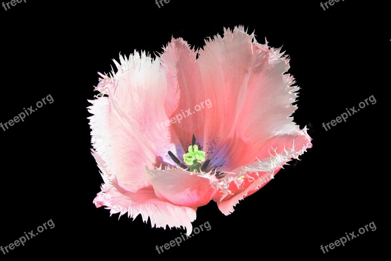 Tulip Tulips Pink Tulip Pestle Bloom