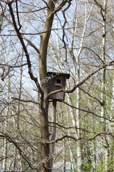 Spring Birdhouse Nature Bird Trees