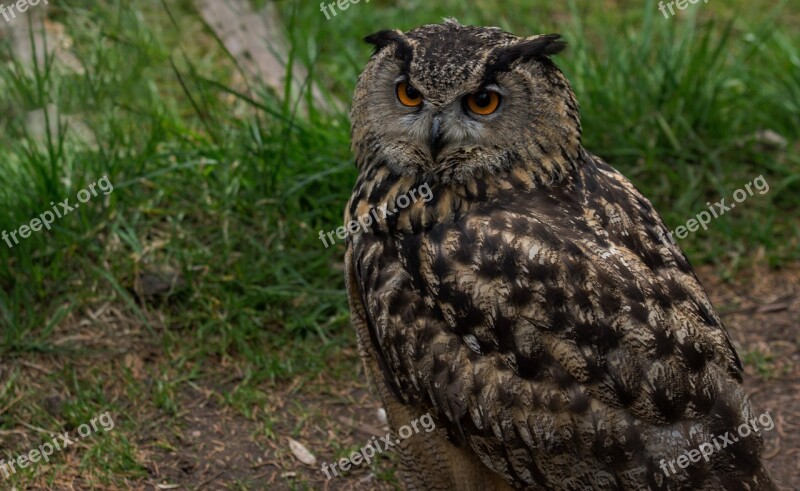 Eagle Owl Raptor Falconry Bird Feather