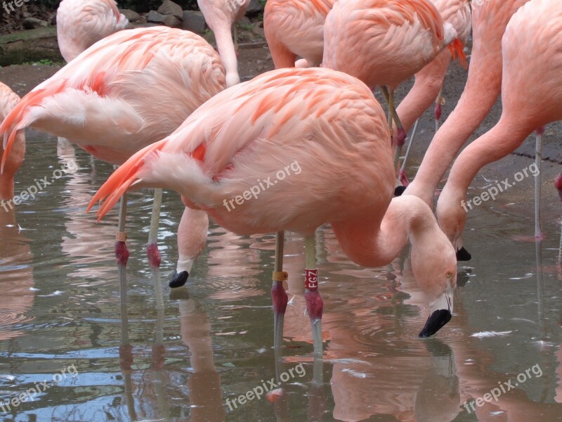 Flamingo Birds Lake Free Photos