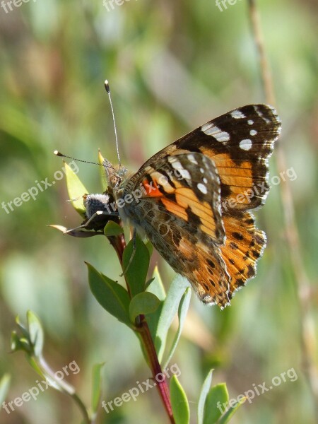 Butterfly Vanessa Cardui Orange Butterfly Vanesa From Thistles Migrating Dels Cards