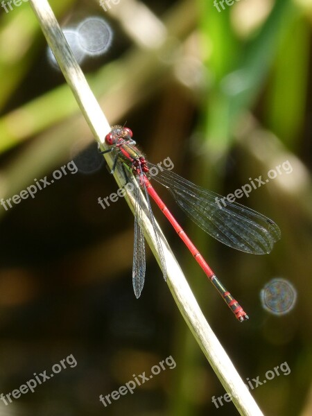 Dragonfly Stem Pond Red Dragonfly Flying Insect