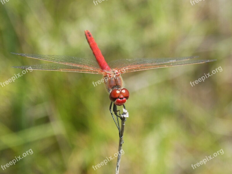 Dragonfly Erythraea Crocothemis Red Dragonfly Winged Insect Stem