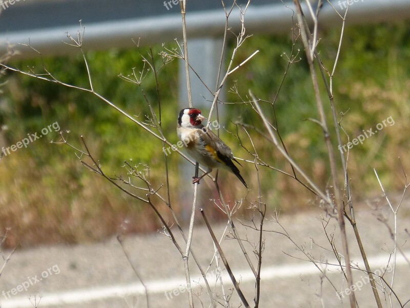 Goldfinch Cadernera Carduelis Carduelis Free Photos