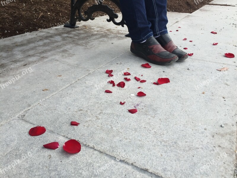 Red Rose Red Petals Petals Shoes Park