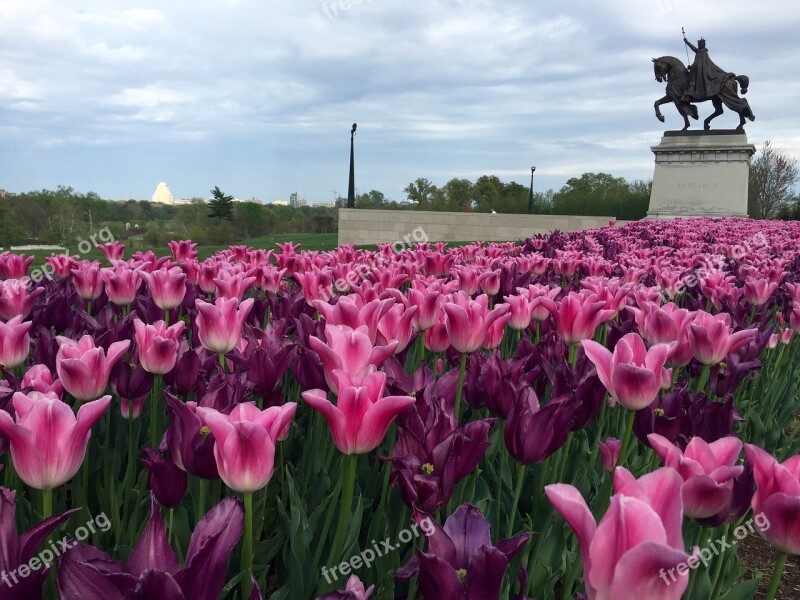 Tulip Flower Pink Purple Spring