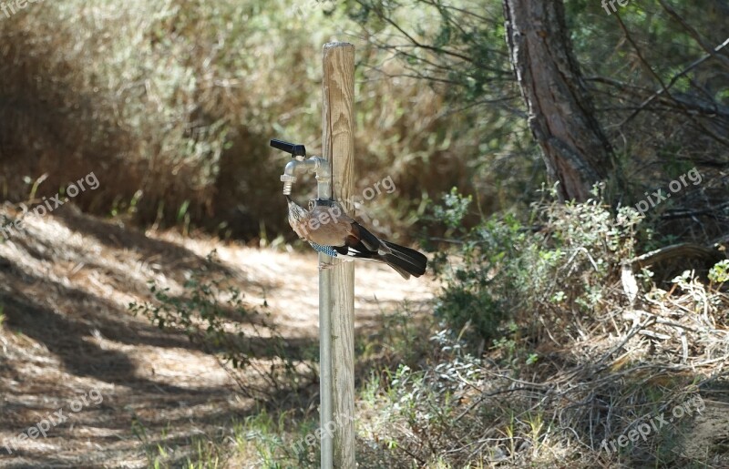 National Park Bird Water Cheeky Nature