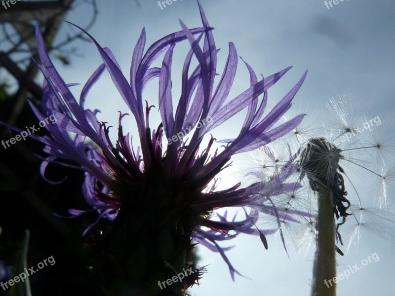 Cornflower Blue Nature Blossom Bloom