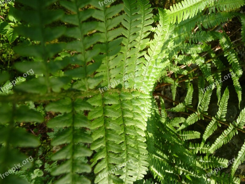 Fern Green Forest Plant Nature