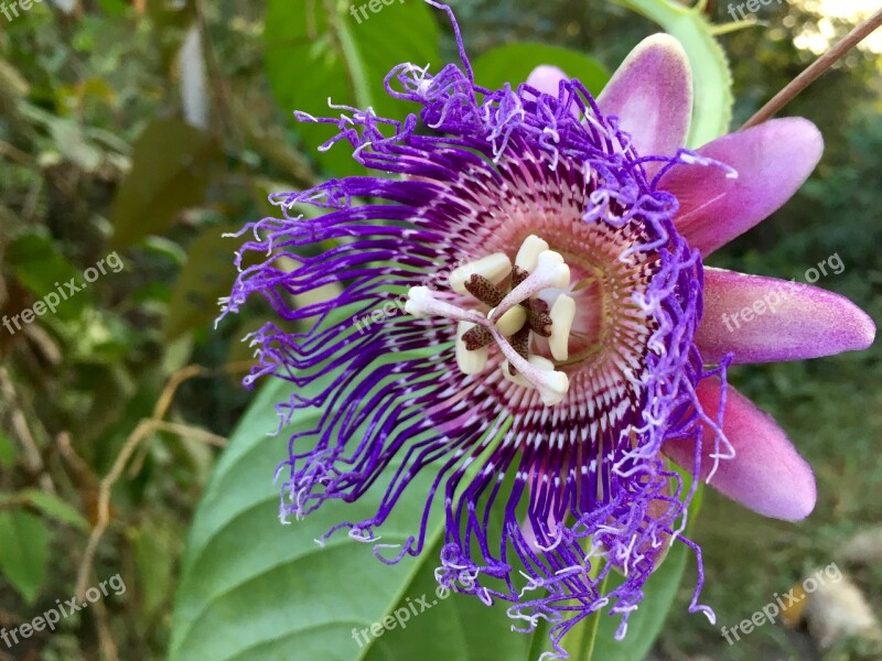 Passiflora Passion Flower Flower Purpose Exotic