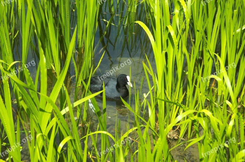 Duck Coot Ralle Water Bird Reed