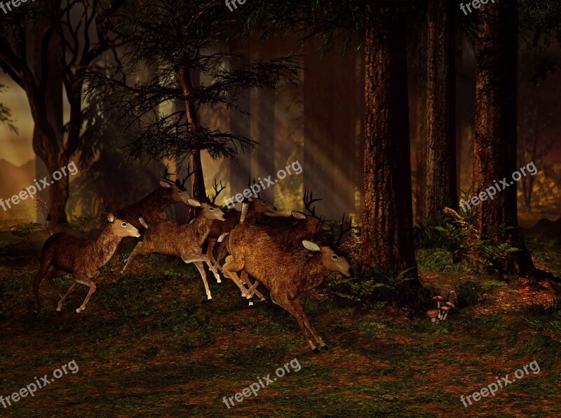 Deer Wild Animal Wild Animal Forest