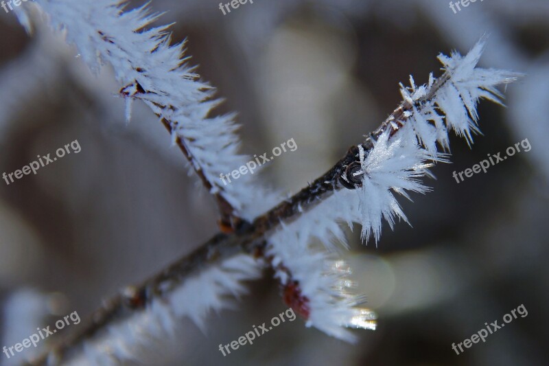 Tree Branch All White Cover Snow