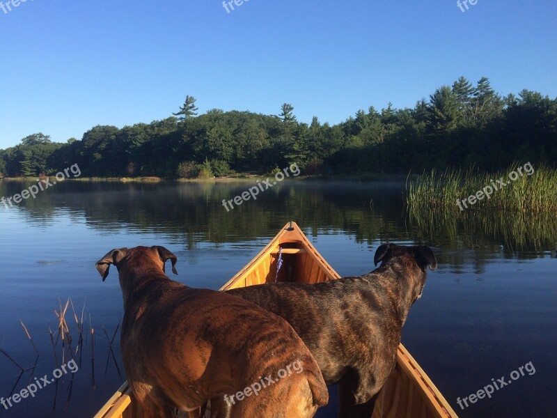 Canoeing Dogs Canoe Boxers Paddle