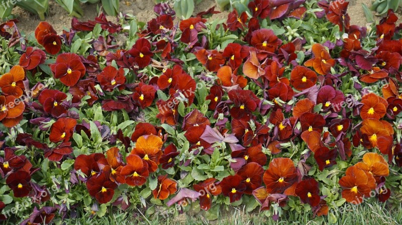 Red Flowers Flowers Nature Landscape Eppeun