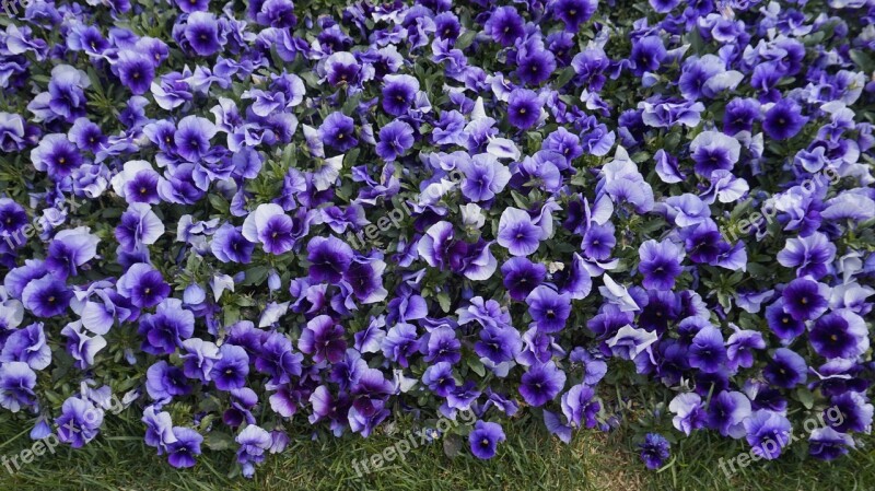 Flowers Purple Nature Petal Spring