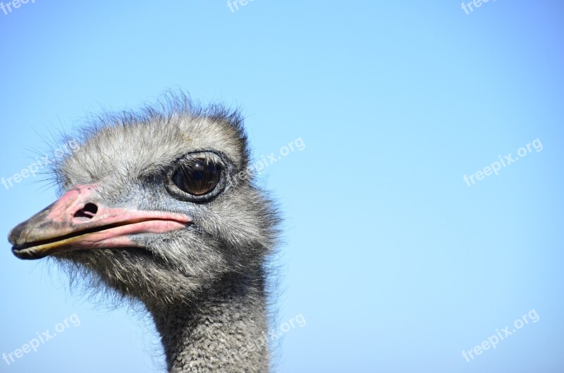 Ostrich Looking At Me African Nature Big Bird