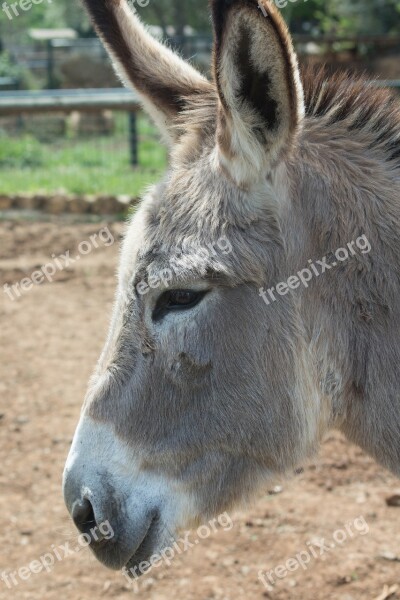 Donkey Animals Nature Vertical Muzzle