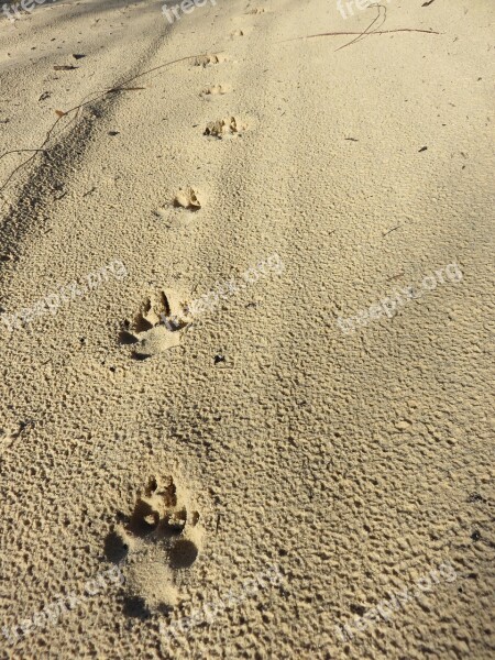 Dingo Fraser Island East Coast Australia Beach Australia