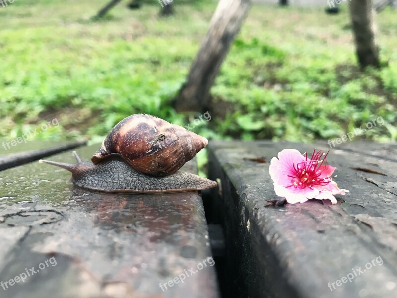 Wo Niu Cherry Blossoms Wood Head Free Photos