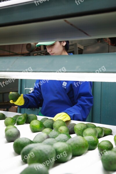 Person Packing Worker Avocados Work