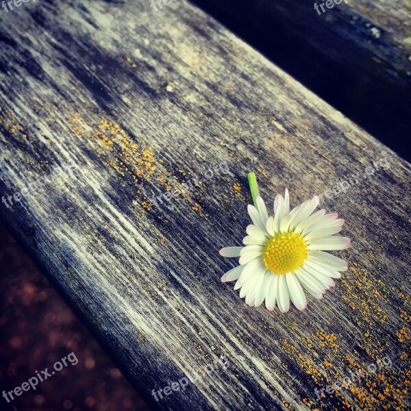 Flower Macro Blossom Bloom Plant