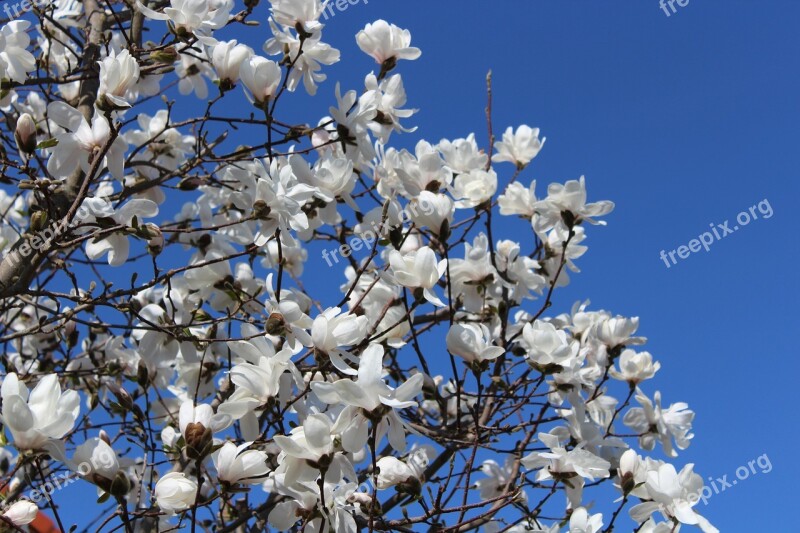 White Blue Sky Flowers Tree Spring