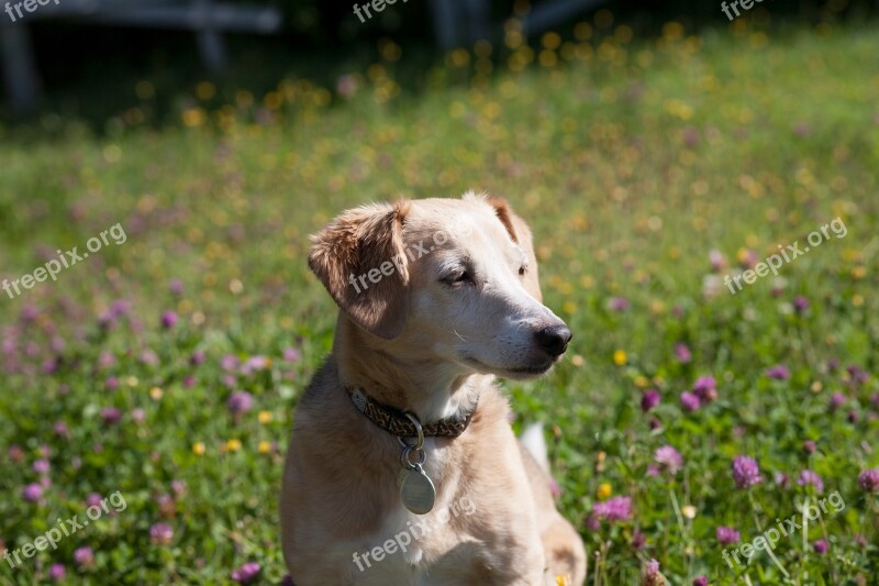 Dog Jack Russell Pet Free Photos