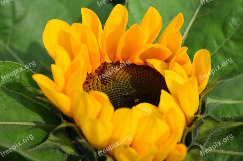 Flower Sunflowers Bee Yellow Green