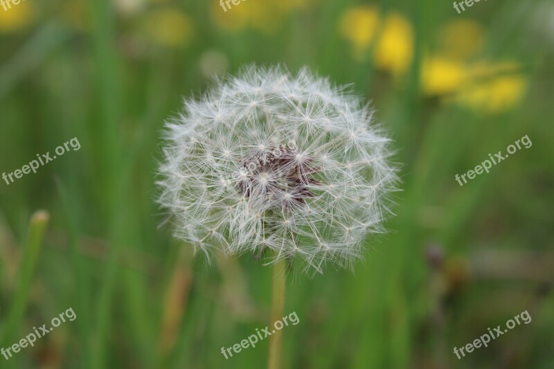 Dandelion White Green Spring Nature Botany