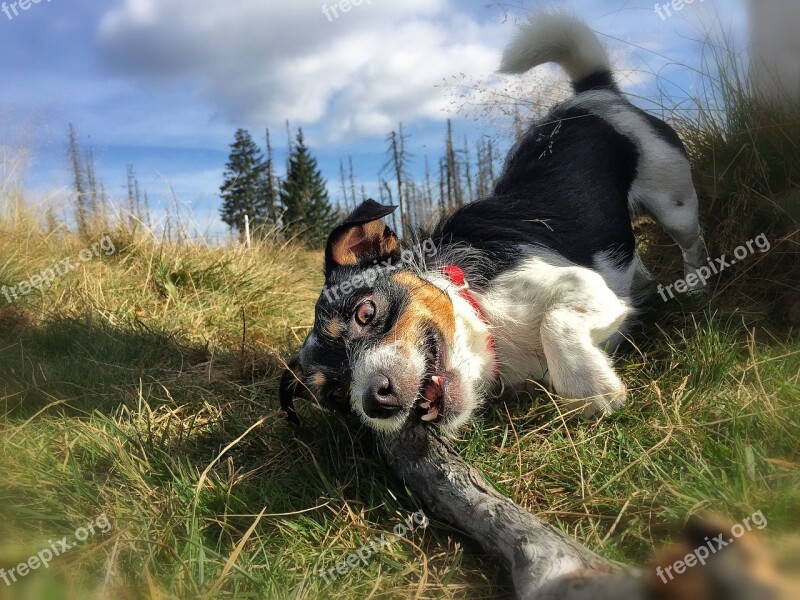 Dogs Play Meadow Romp Ball