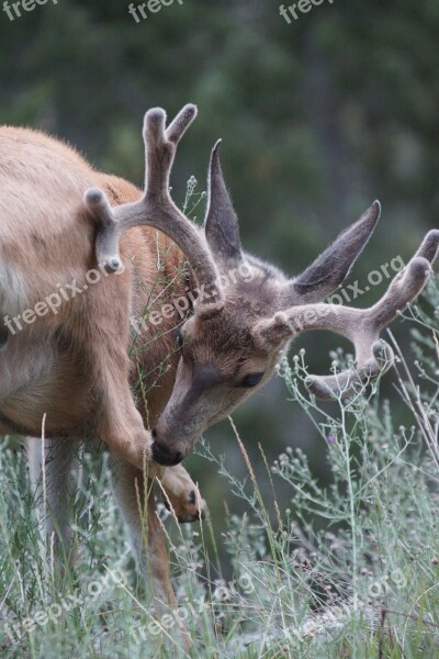 Deer Whitetail Buck Outdoors Male