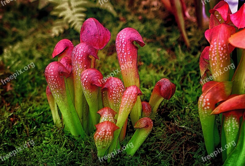 Plant Shoots Green Nature Growth