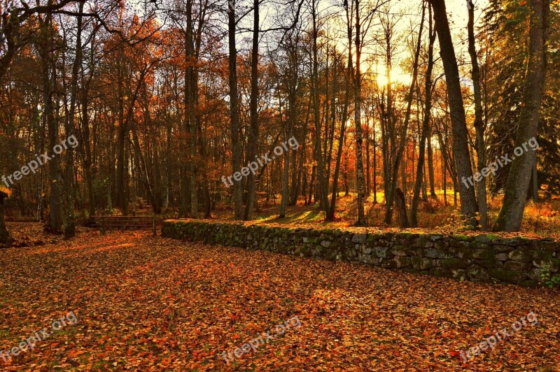 Leaf Sunshine Forest Tree Sweden