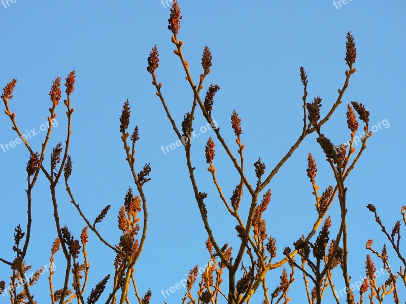 Plant Tree Flower Nature Spring