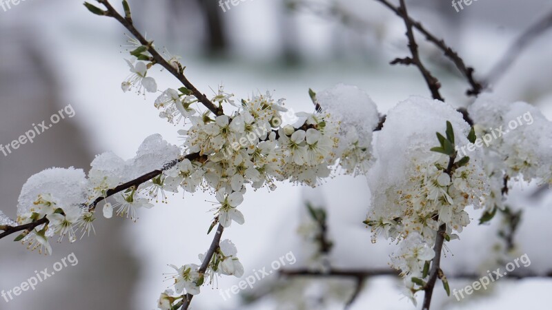 Winter Blast Flowers Winter Spring Snow