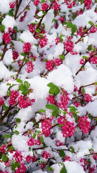 Winter Spring Flowers Snow Bud