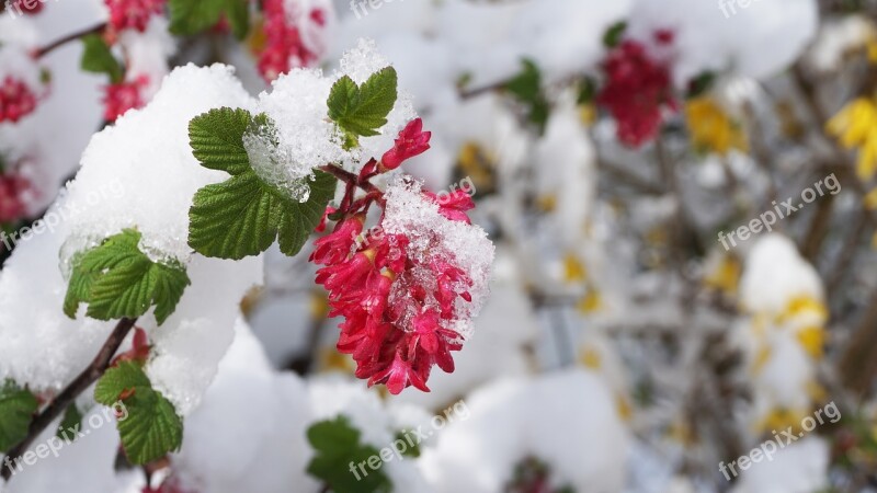 Winter Spring Flowers Snow Bud