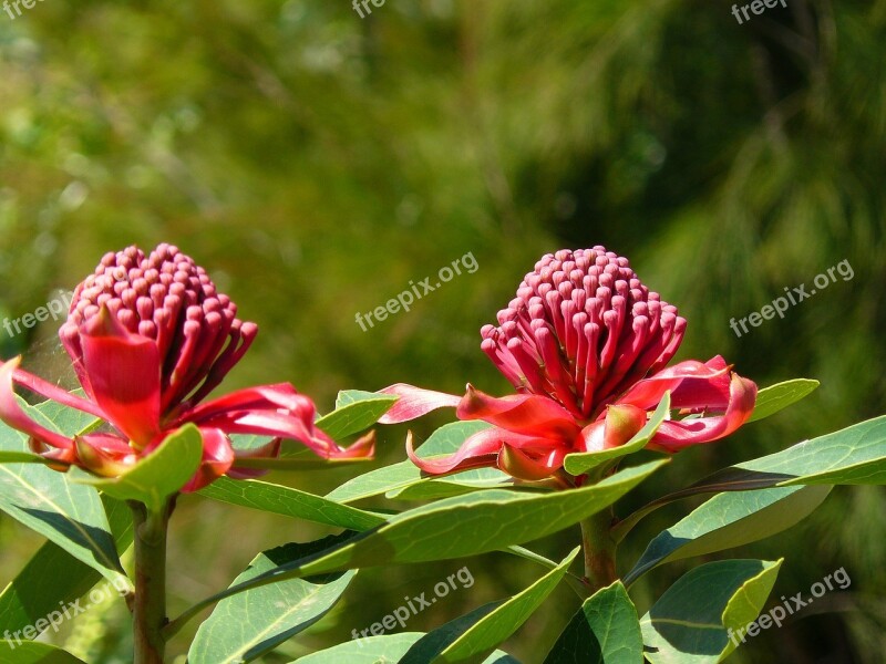 Waratah Australia Aussie Flora Native