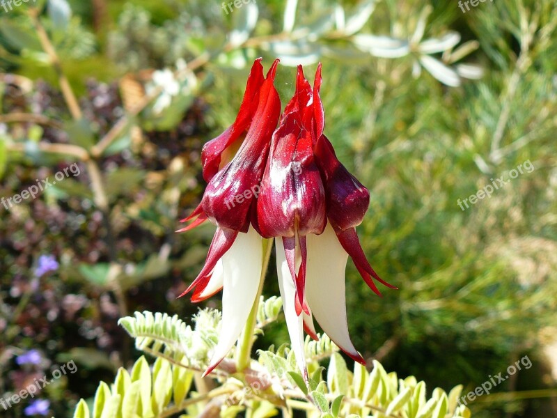 Native Australia Plant Aussie Flower