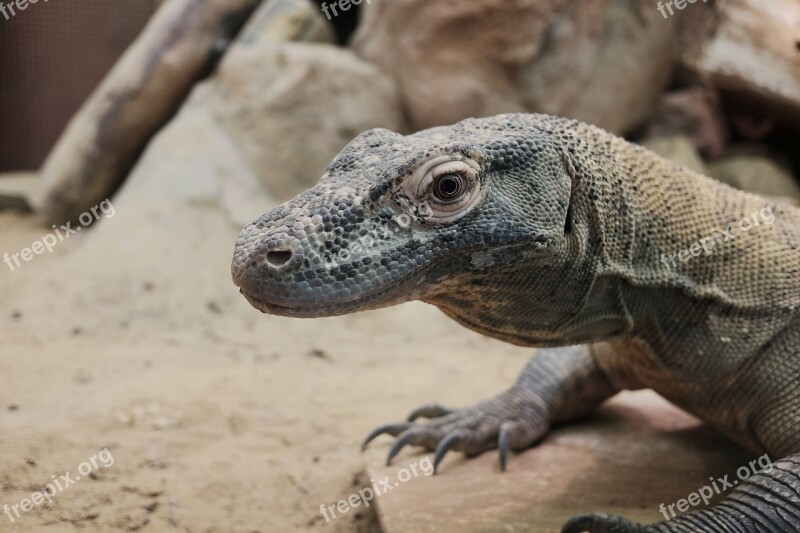 Monitor Lizard Lizard Reptile Animals Nature